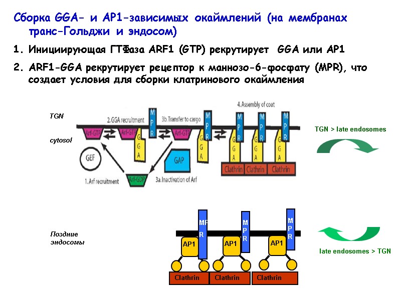 TGN  cytosol Сборка GGA- и AP1-зависимых окаймлений (на мембранах транс-Гольджи и эндосом) Инициирующая